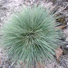 Attēlu rezultāti vaicājumam “Corynephorus canescens”