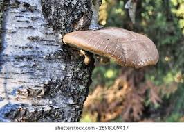 Attēlu rezultāti vaicājumam “Piptoporus betulinus”