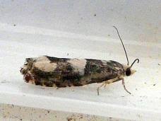 Attēlu rezultāti vaicājumam “Epinotia trigonella”