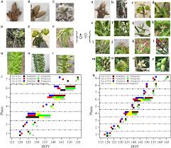 Attēlu rezultāti vaicājumam “Juglans mandshurica female flower”