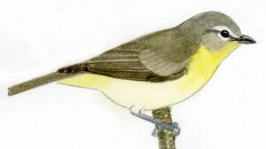 Image result for Vireo philadelphicus