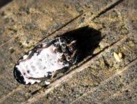 Attēlu rezultāti vaicājumam “Dermestes murinus”