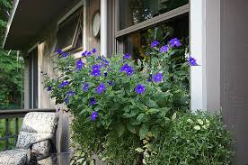 Image result for Browallia speciosa