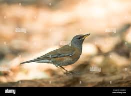 Image result for Turdus obscurus