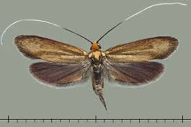 Attēlu rezultāti vaicājumam “Nemophora metallica”