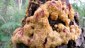 Attēlu rezultāti vaicājumam “Cribraria rubiginosa spores”