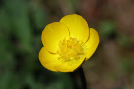 Attēlu rezultāti vaicājumam “Ranunculus bulbosus flower”