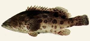 Image result for Epinephelus tukula