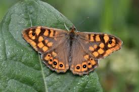 Attēlu rezultāti vaicājumam “Pararge aegeria”