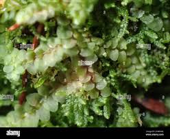 Attēlu rezultāti vaicājumam “Calypogeia azurea macro”