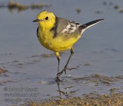 Attēlu rezultāti vaicājumam “Motacilla citreola”