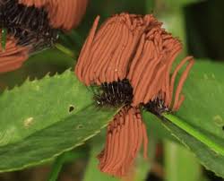 Attēlu rezultāti vaicājumam “Stemonitis pallida macro”