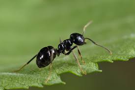 Attēlu rezultāti vaicājumam “Lasius fuliginosus”