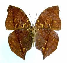 Attēlu rezultāti vaicājumam “Pinthaeus sanguinipes imago”