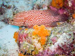 Image result for Cephalopholis cruentata