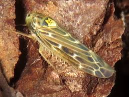 Attēlu rezultāti vaicājumam “Lamprotettix nitidulus”