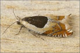 Attēlu rezultāti vaicājumam “Ancylis badiana”