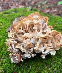 Attēlu rezultāti vaicājumam “Polyporus umbellatus”