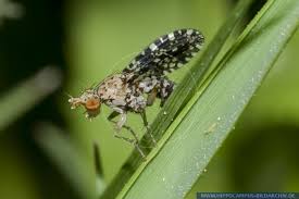 Attēlu rezultāti vaicājumam “Trypetoptera punctulata”