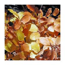 Attēlu rezultāti vaicājumam “Fagus sylvatica fo. purpurea”