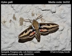 Attēlu rezultāti vaicājumam “Hyles gallii imago”