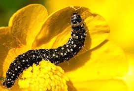 Attēlu rezultāti vaicājumam “Aphelia paleana larva”