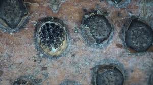 Attēlu rezultāti vaicājumam “Diatrype disciformis”