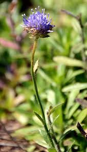 Attēlu rezultāti vaicājumam “Jasione montana leaf”
