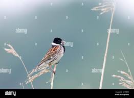 Attēlu rezultāti vaicājumam “Emberiza schoeniclus eggs”