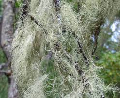Attēlu rezultāti vaicājumam “Ramalina thrausta”