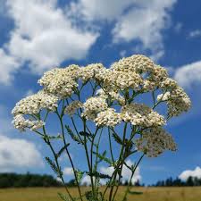 Attēlu rezultāti vaicājumam “Achillea millefolium flower”