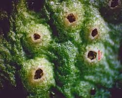 Attēlu rezultāti vaicājumam “Octospora splachnophila spores”