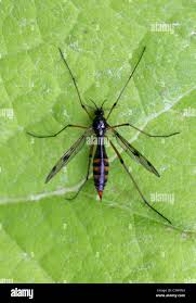 Attēlu rezultāti vaicājumam “Ptychoptera sp. female”