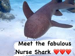 Image result for Ginglymostoma cirratum