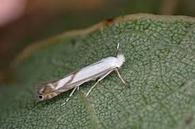 Attēlu rezultāti vaicājumam “Lyonetiidae”