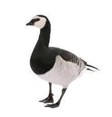 Attēlu rezultāti vaicājumam “Branta leucopsis”