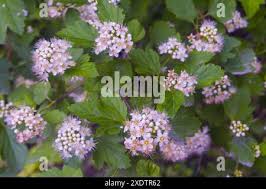 Attēlu rezultāti vaicājumam “Spiraea chamaedryfolia flower”