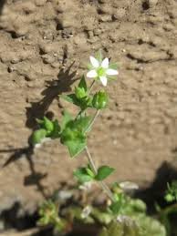 Attēlu rezultāti vaicājumam “Arenaria procera leaf”