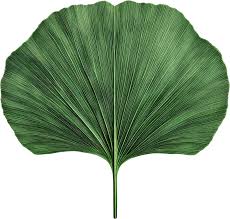 Attēlu rezultāti vaicājumam “Ginkgo biloba leaf”
