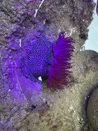 ผลการค้นหารูปภาพสำหรับ strawberry anemone