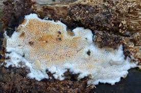 Attēlu rezultāti vaicājumam “Ceriporiopsis resinascens”