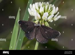 Attēlu rezultāti vaicājumam “Odezia atrata”