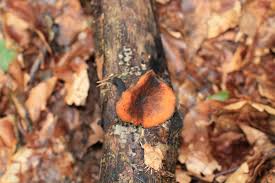 Attēlu rezultāti vaicājumam “Polyporus varius”