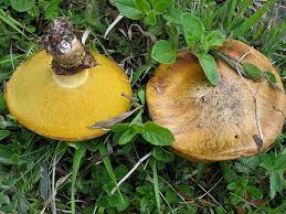 Attēlu rezultāti vaicājumam “Suillus luteus”