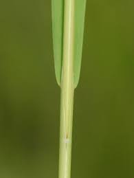 Attēlu rezultāti vaicājumam “Leersia oryzoides”