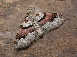 Attēlu rezultāti vaicājumam “Xanthorhoe designata”