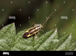 Attēlu rezultāti vaicājumam “Stenotus binotatus male”