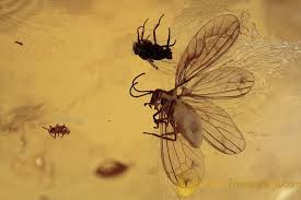 Attēlu rezultāti vaicājumam “Coniopterygidae”