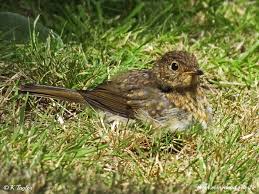 Attēlu rezultāti vaicājumam “Erithacus rubecula juvenile”