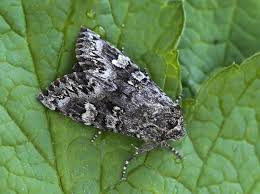 Attēlu rezultāti vaicājumam “Papestra biren”